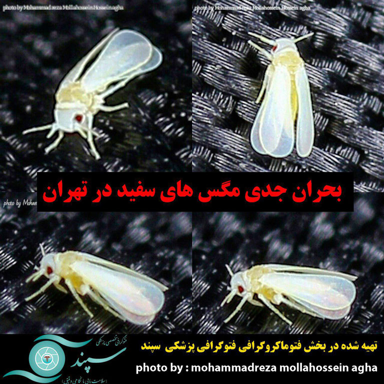 فتوماکروگرافی